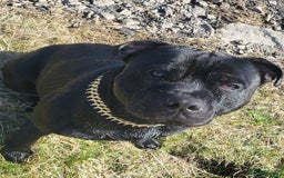 Staffordshire Bull Terrier dogs for stud: KENZDUO PENNE   CALL NAME ZEUS - Image 5