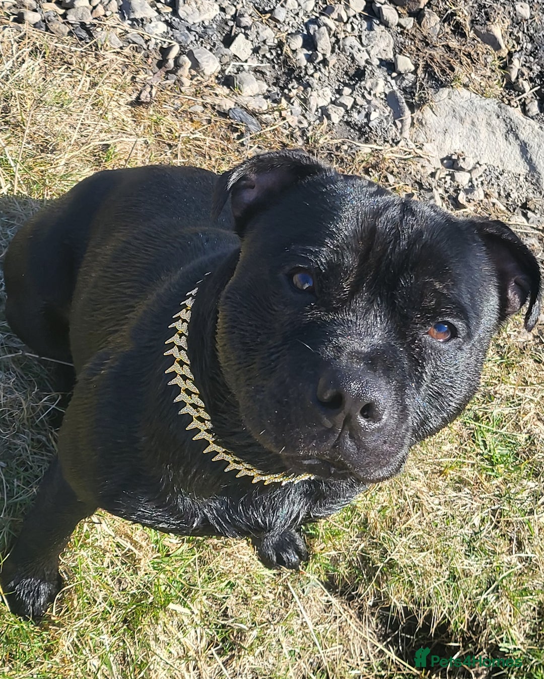 Staffordshire Bull Terrier dogs for stud: KENZDUO PENNE   CALL NAME ZEUS - Image 5