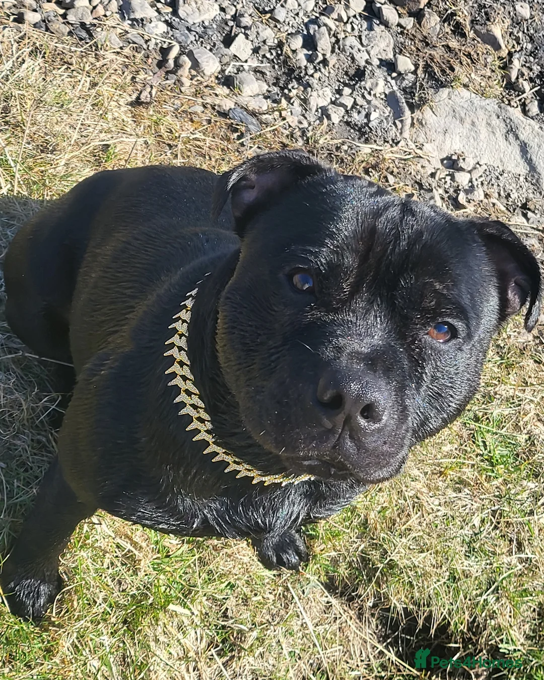 Staffordshire Bull Terrier dogs for stud: KENZDUO PENNE   CALL NAME ZEUS - Advert 5