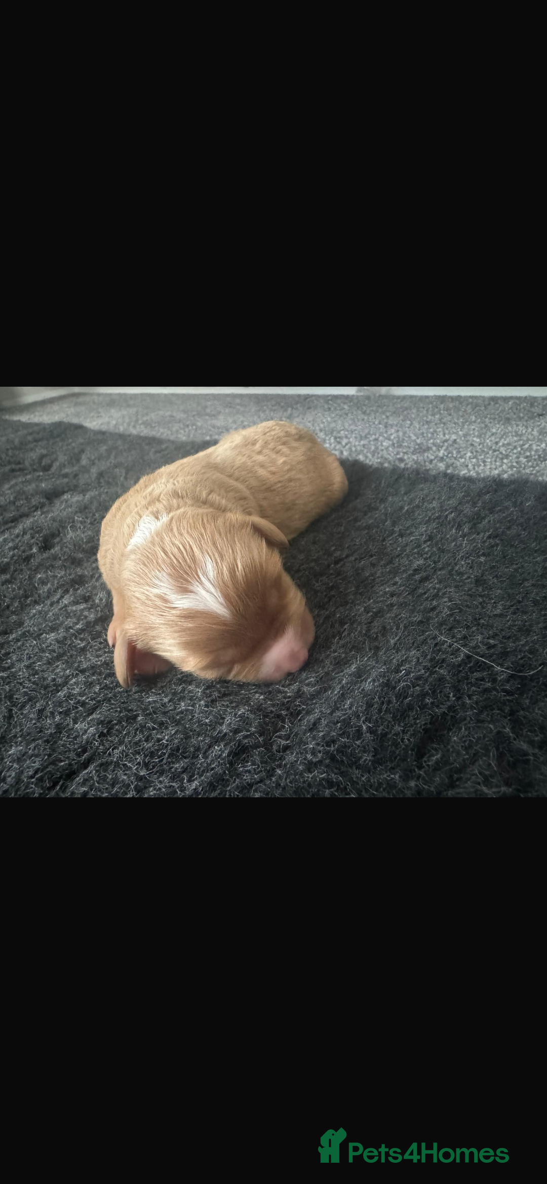 Cavapoo dogs for sale: F1 cavapoo puppys - Image 5