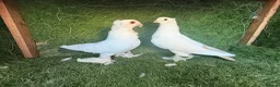 Pigeons birds for sale: Beautiful Quality Pigeons Healthy & Well Cared For - Advert 29