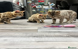 Bengal cats for sale: Stunning TICA 5 Generation Pedigree Kittens - Image 18