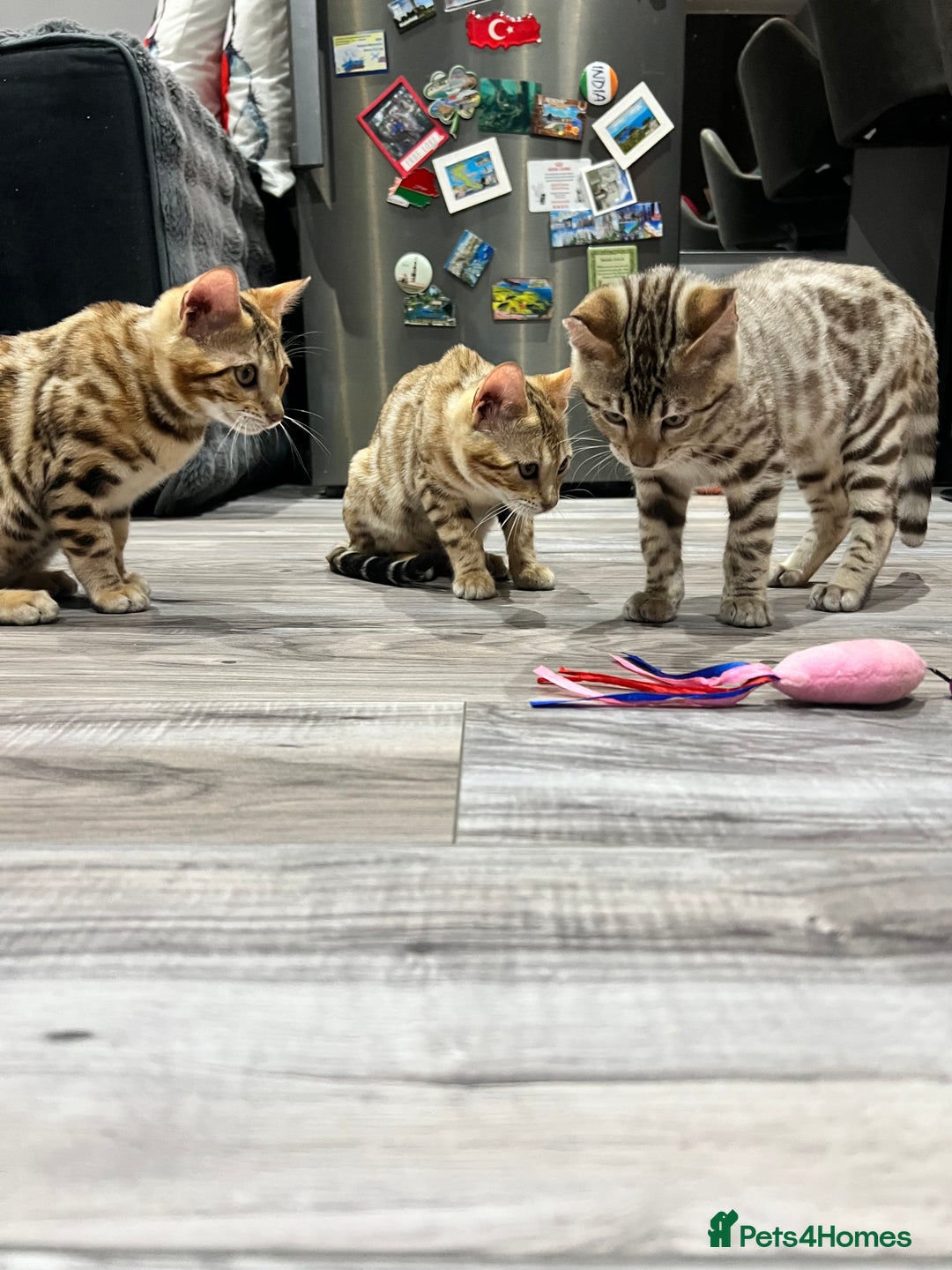 Bengal cats for sale: Stunning TICA 5 Generation Pedigree Kittens - Image 18