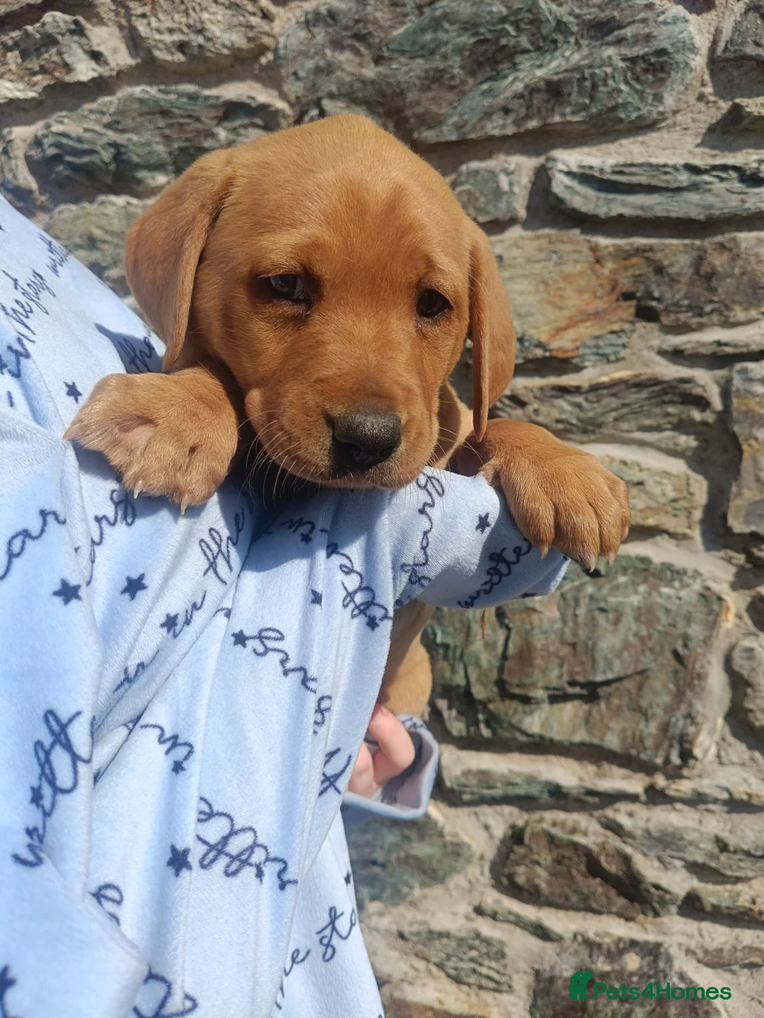 Labrador Retriever dogs for sale: Stunning KC Labrador Puppies⭐READY NOW⭐ - Advert 1