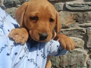 Labrador Retriever dogs Stunning KC Labrador Puppies⭐READY NOW⭐ - Advert 12
