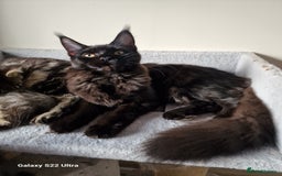 Maine Coon cats for sale: Studing solid black females🎀🐈‍⬛ - Image 7