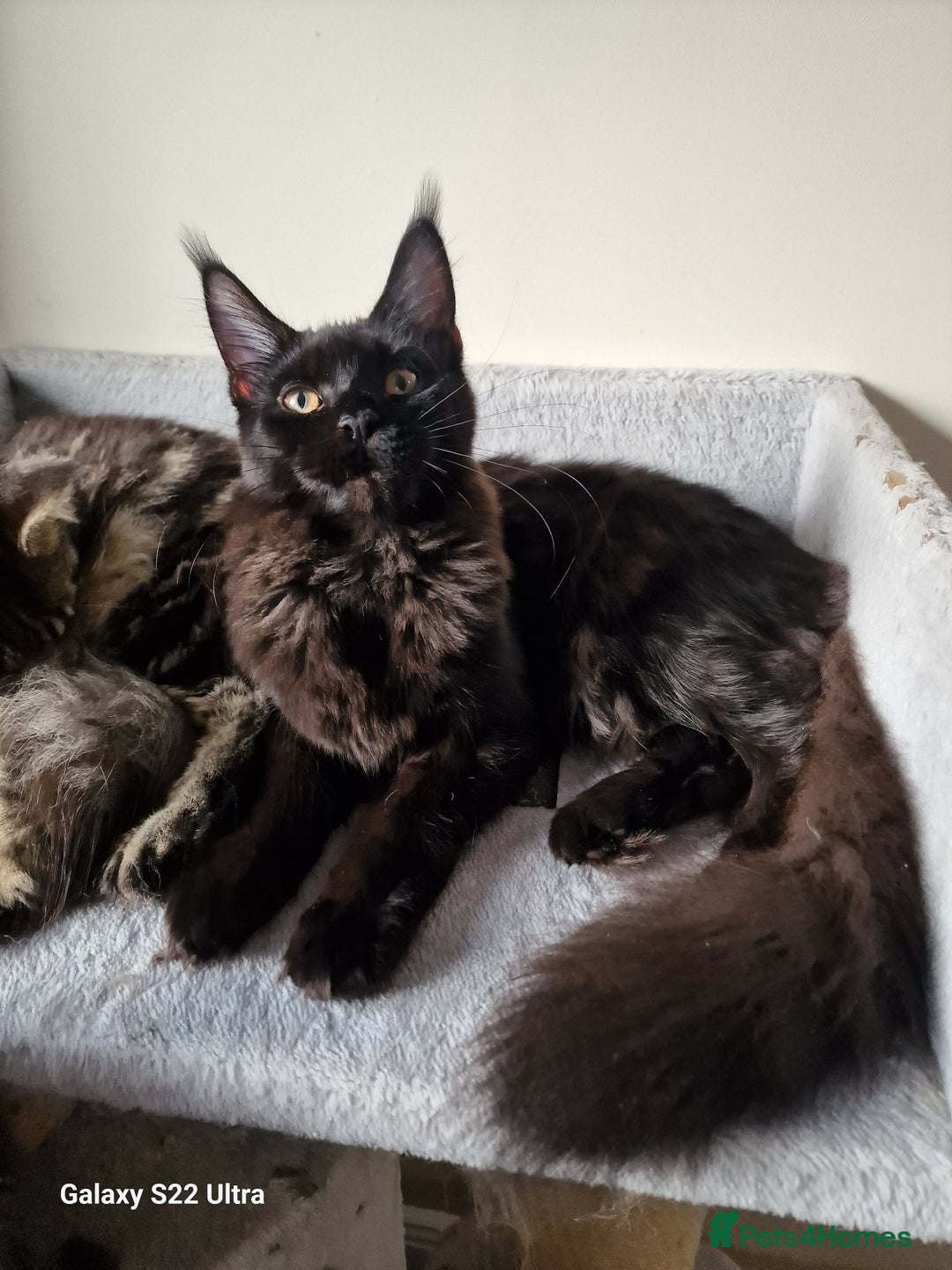 Maine Coon cats for sale: Studing solid black females🎀🐈‍⬛ - Image 7