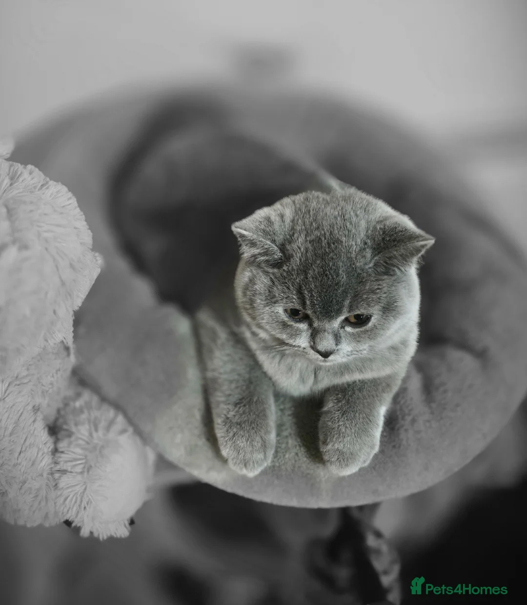 British Shorthair cats for sale: Full pedigree TICA BSH - Advert 2