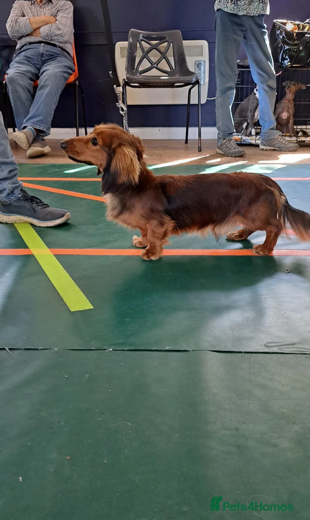 Miniature Dachshund dogs for sale: Kc.reg Miniature Longhaired Boy - Advert 1