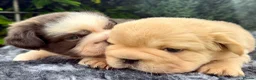 French Bulldog dogs for sale:  **  fluffy French bulldog pups - Advert 9