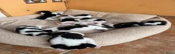 Beagle dogs for sale: 🐶 Beautiful Beagle Puppies for Sale 🐶 - Advert 15