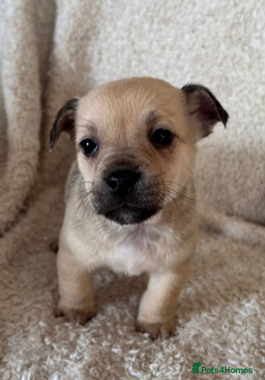 Mixed Breed dogs for sale: Frenchie cross Jack Russell puppies  - Advert 7
