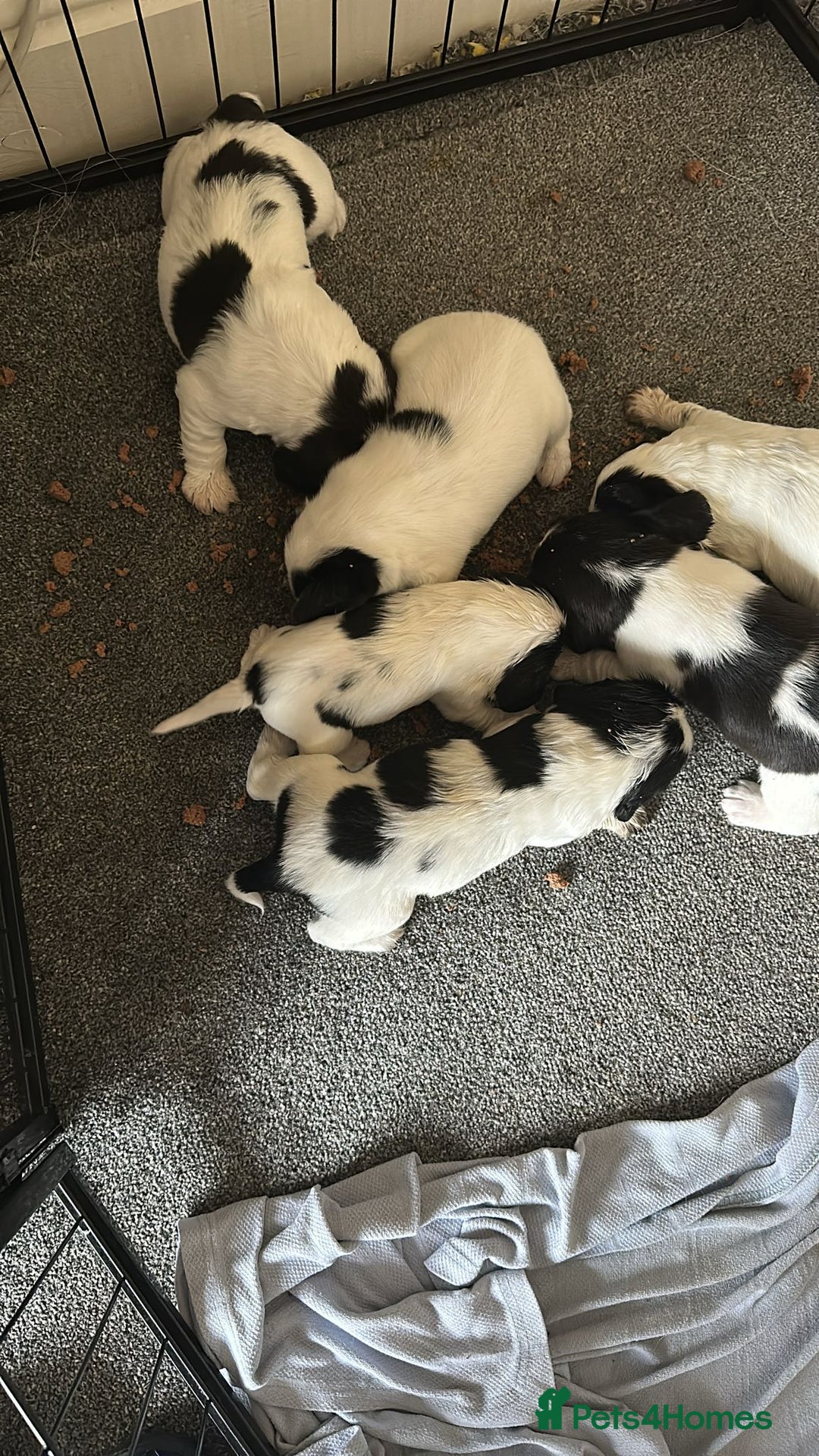 Mixed Breed dogs for sale: Bocker puppies - Advert 6