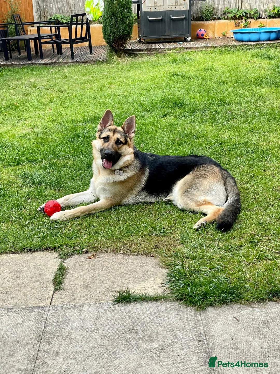 German Shepherd dogs for sale: 6 Year old Male German Shepherd in Saint Helens - Advert 2