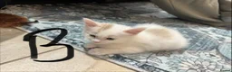 Bengal cats for sale: Bengal X kittens  in Bristol - Advert 13