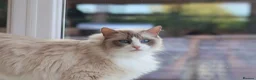 Ragdoll cats for sale: Stunning Tica Registered Ragdoll Queen 🩷🐾 - Advert 4