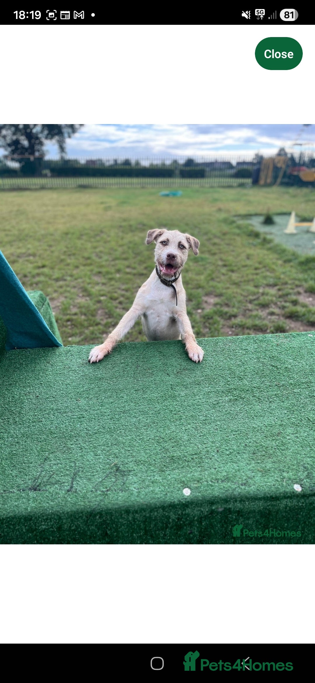 Mixed Breed dogs for sale: Staffy cross - Advert 2