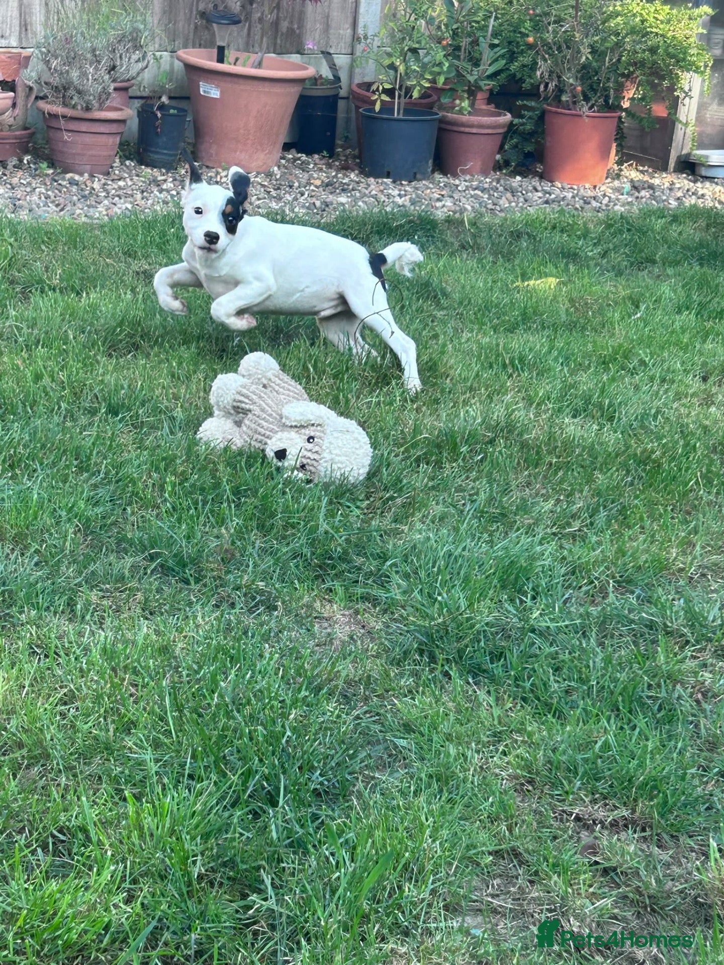 Jack Russell dogs Beautiful Jack Russell Puppies for sale 💙🐶🐾 - Advert 1