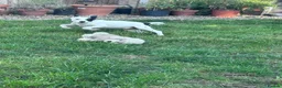 Jack Russell dogs for sale: Beautiful Jack Russell Puppies for sale 💙🐶🐾 - Advert 5