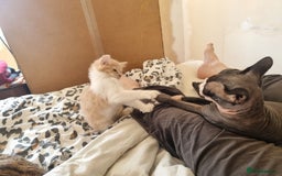 Mixed Breed cats for sale: Half norweigen forest cat 1/4 bengal 1/4 longhair - Image 8