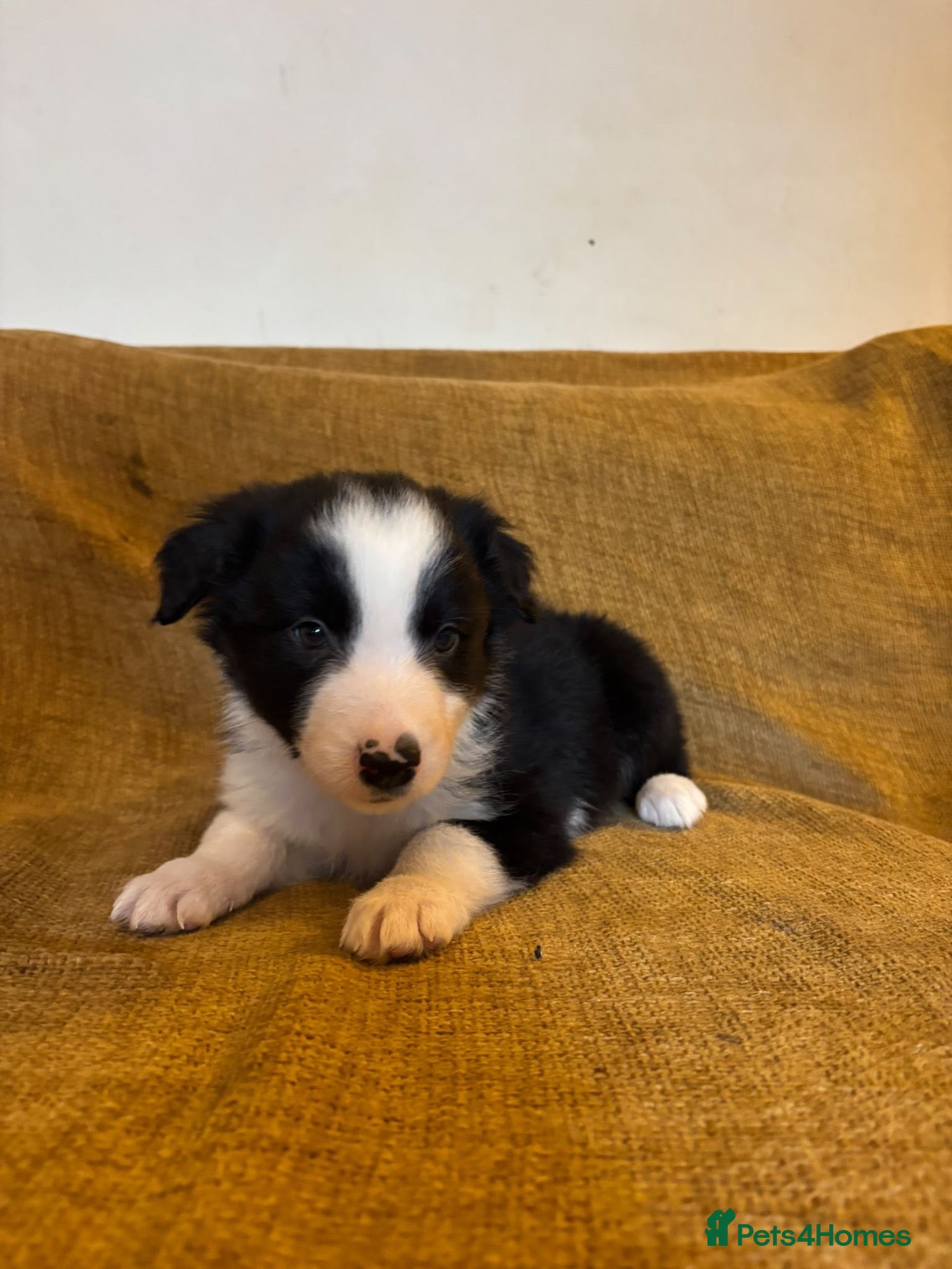 Border Collie dogs for sale: Fully health tested collie pups  - Advert 2