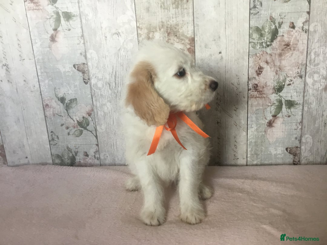 Bordoodle dogs for sale: Adorable & Confident Collie x poodle pups - Image 12