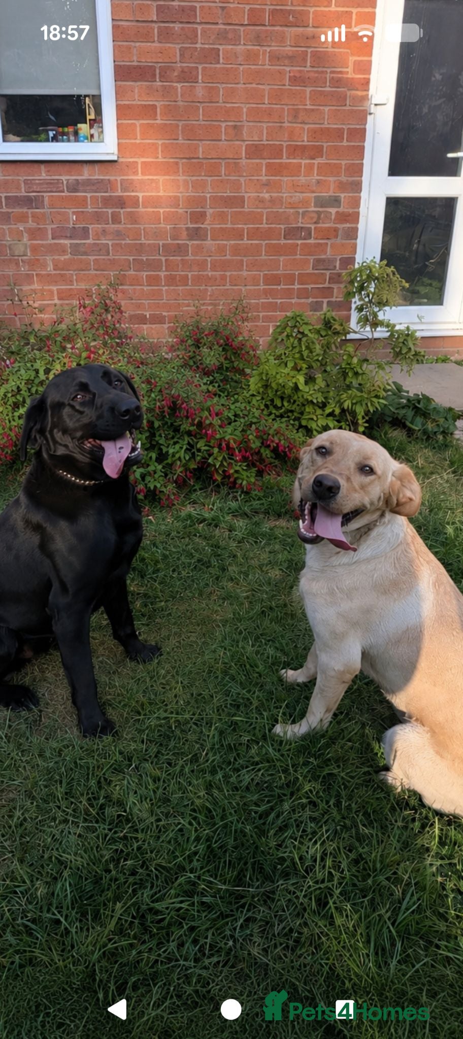 Labrador Retriever dogs Male and female Labrador looking for home - Advert 6