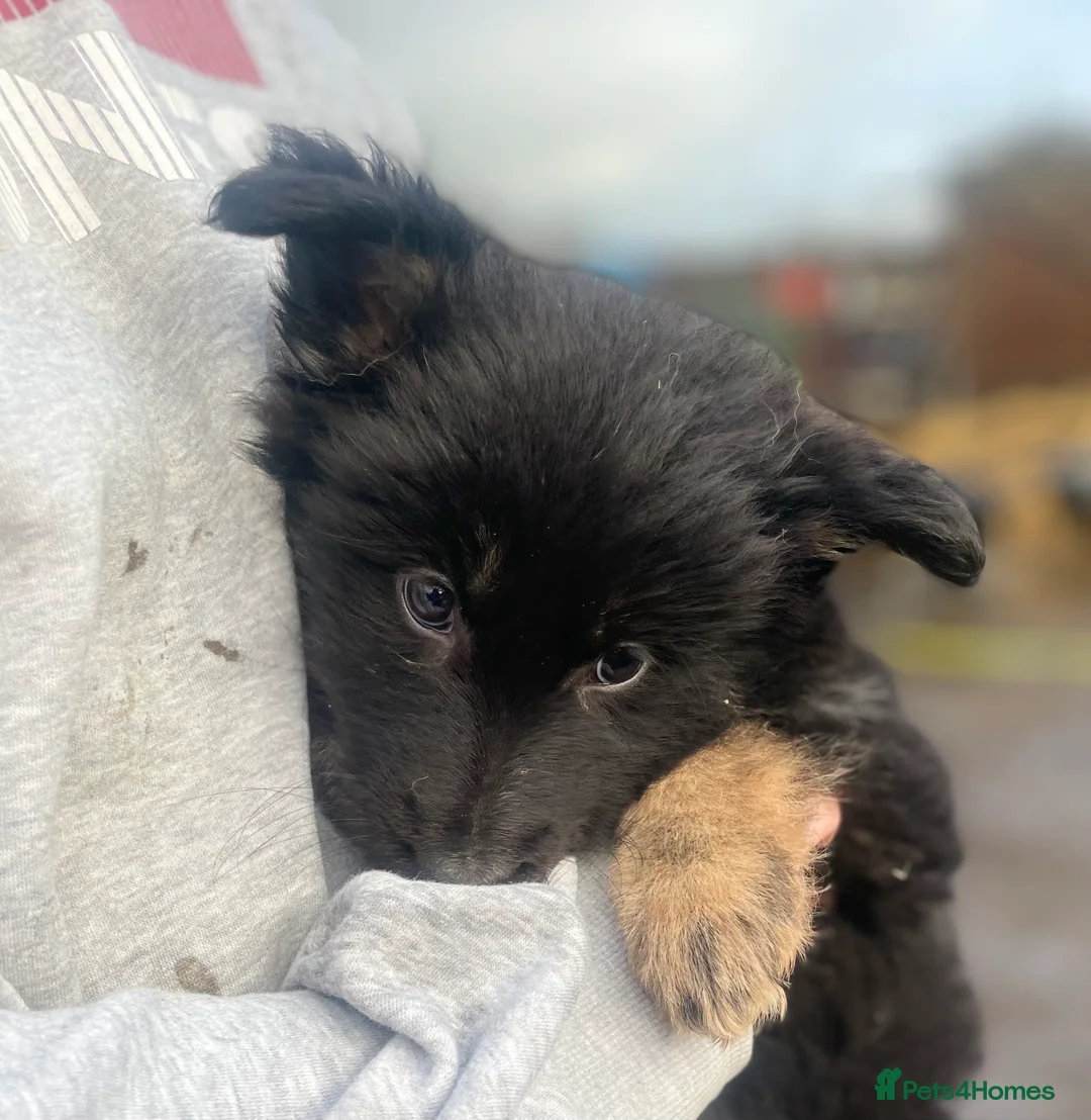 Shepsky dogs for sale: German Shepherd cross Husky Puppies  - Advert 4