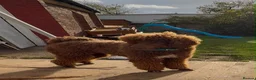 Standard Poodle dogs for sale: Standard poodle- extremely clever and trained dog - Advert 4
