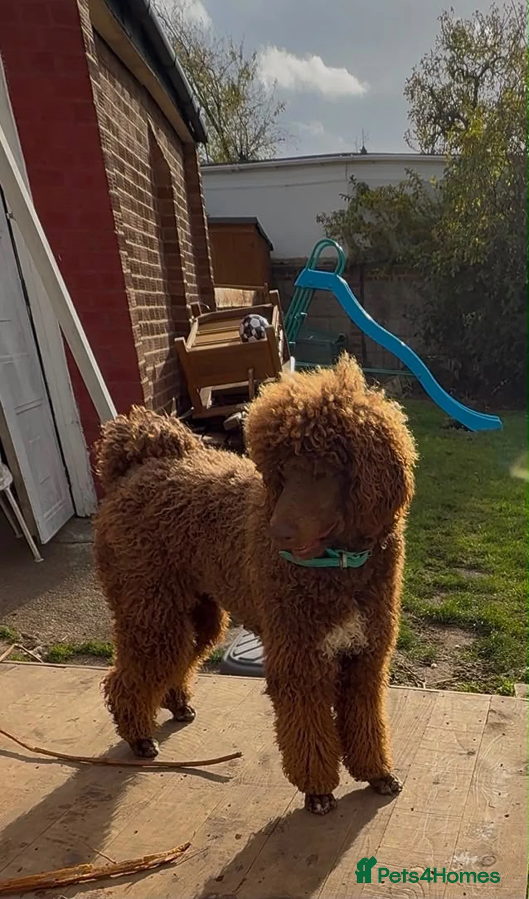 Standard Poodle dogs for sale: Standard poodle- extremely clever and trained dog - Advert 4