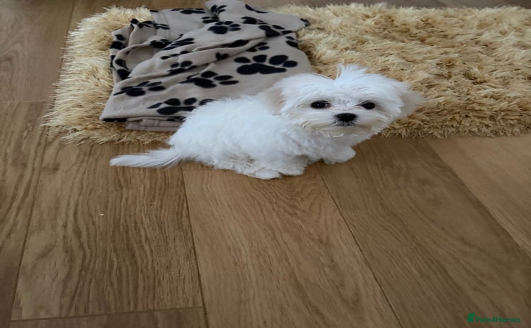 Maltese dogs Lovely male Maltese puppy  - Advert 12