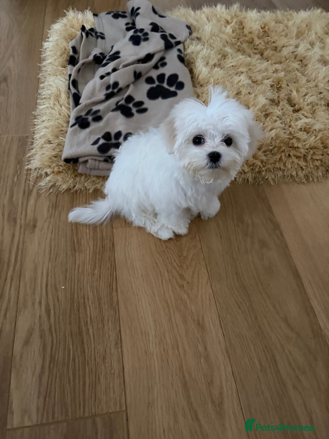 Maltese dogs for sale: Lovely male Maltese puppy  - Advert 1