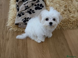 Maltese dogs Lovely male Maltese puppy - Advert 6