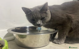 British Shorthair cats for sale: 2 BSH girls for sale together or separate - Image 5