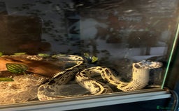King Snake reptiles for sale: Female king snake with vivarium  - Image 1