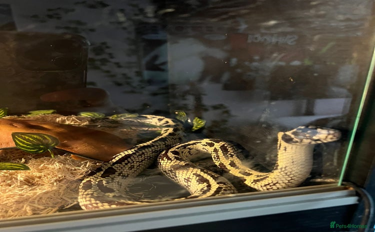 King Snake reptiles - Advert 16