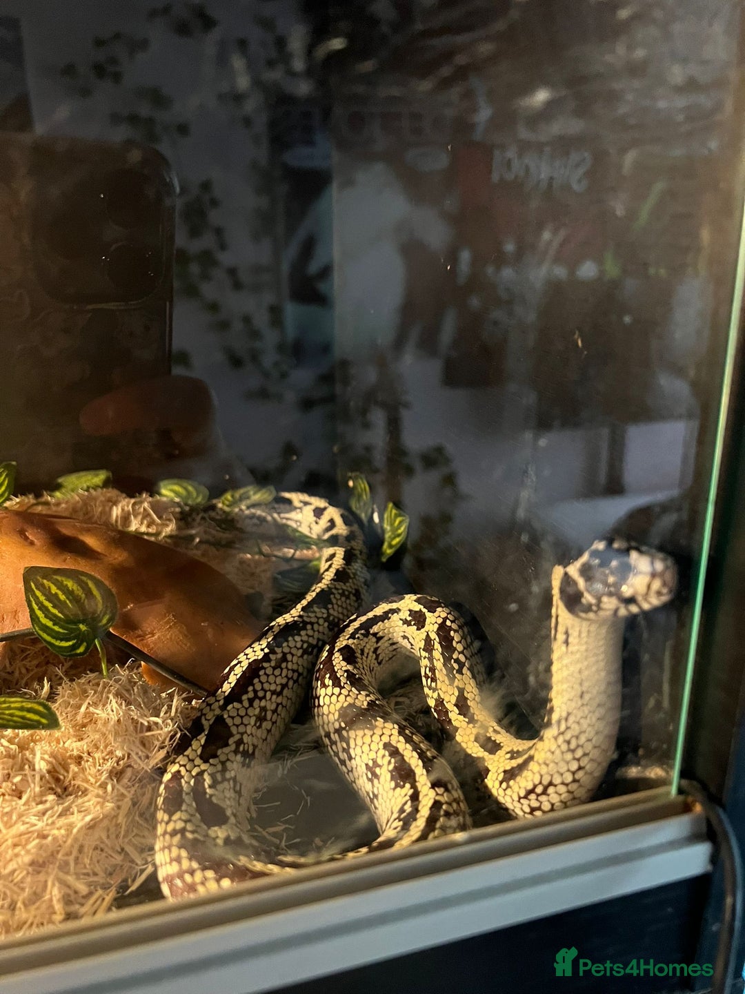 King Snake reptiles for sale: Female king snake with vivarium  - Image 1