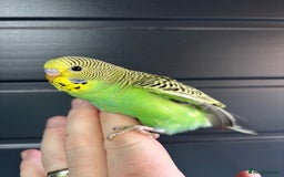 Budgerigars birds for sale: Beautiful baby budgies for sale  - Image 7