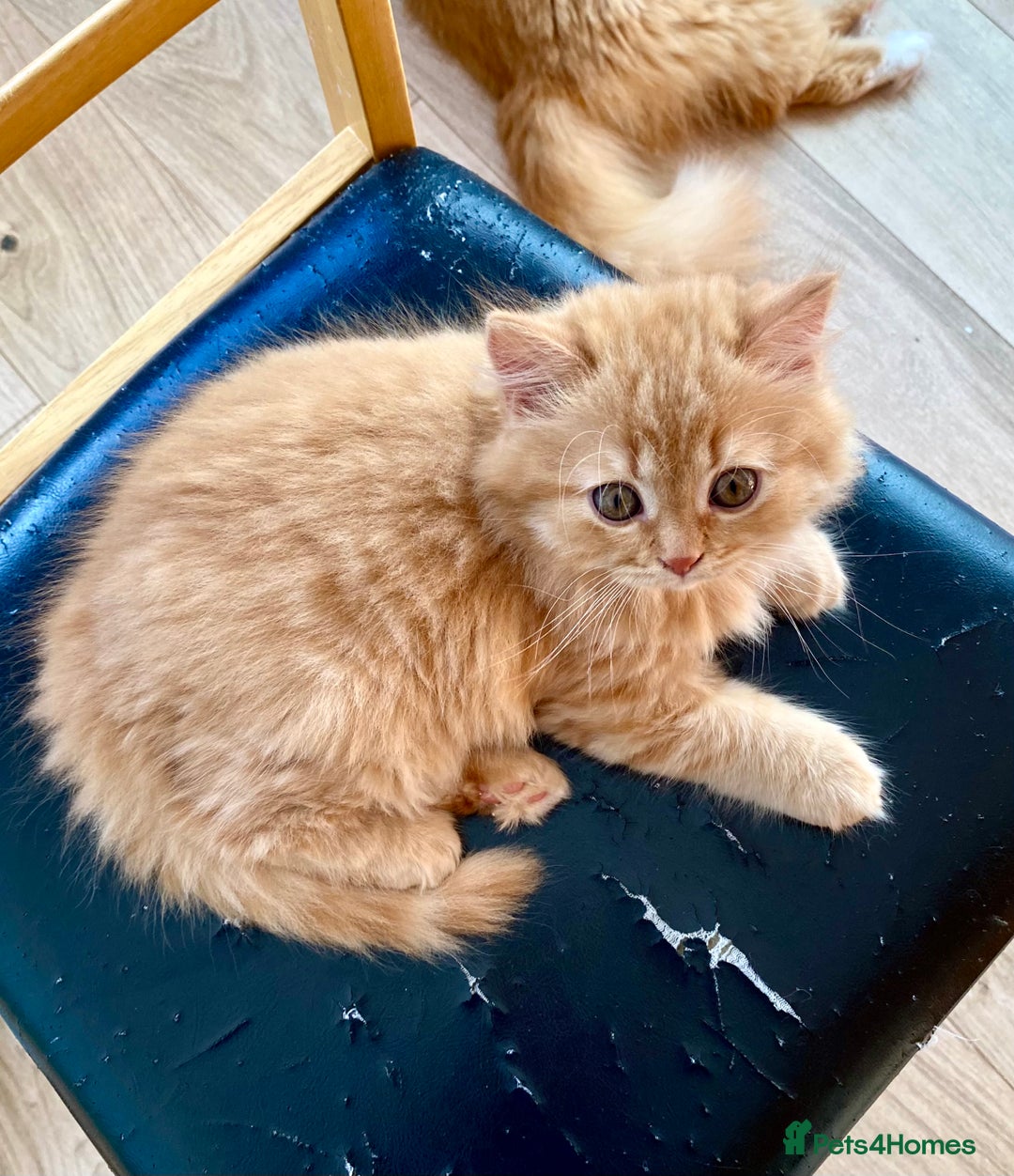 British Longhair cats for sale: Champion line kittens with excellent pedigrees - Advert 17