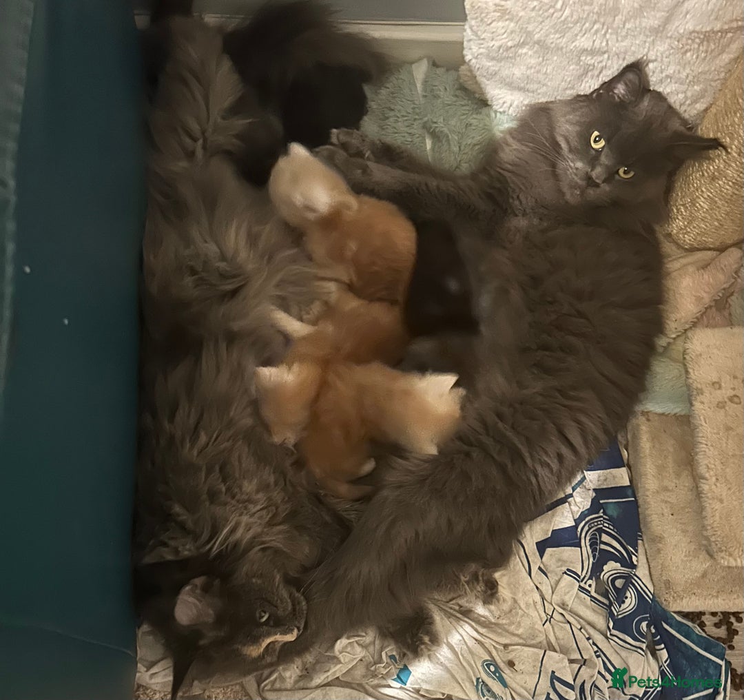 Maine Coon cats for sale: Active TICA GCCF Maine Coon Queen - Advert 5