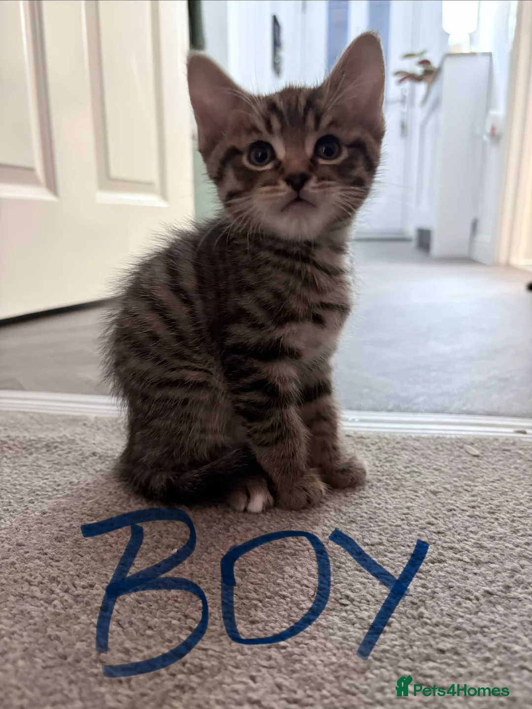 Mixed Breed cats for sale: Beautiful Mixed Breed Kittens - Advert 7