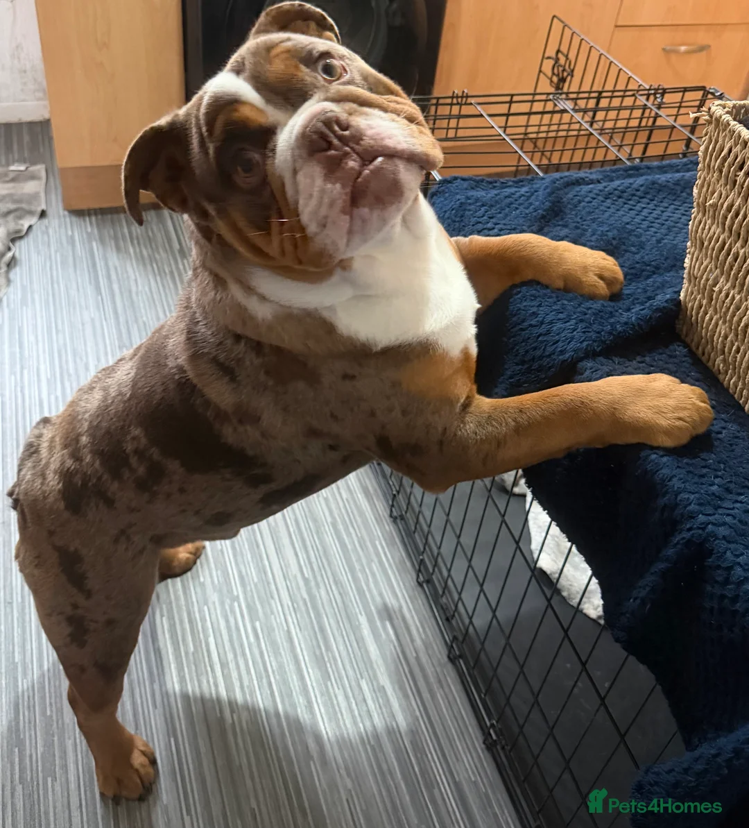 English Bulldog dogs for sale: English bulldog - Advert 2