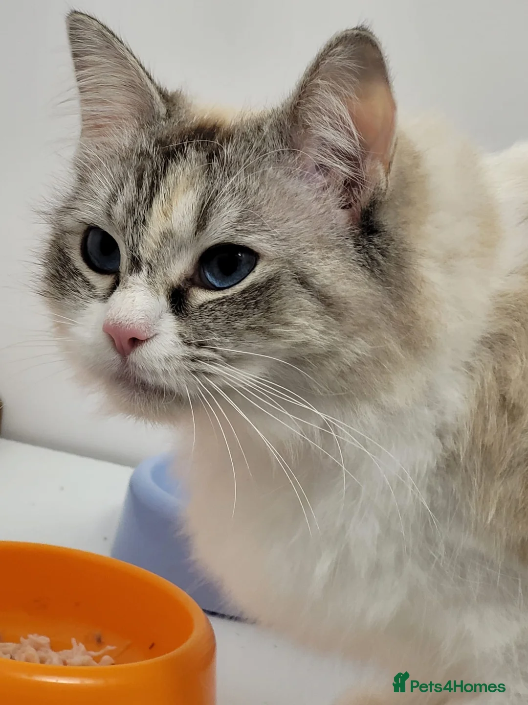 Ragdoll cats for adoption: Pretty a female Ragdoll is looking for a new home in Nottingham - Advert 1