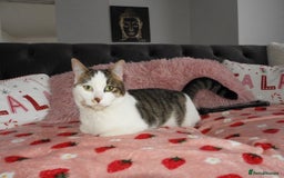 Mixed Breed cats for sale: 2 beautiful female cats looking for new home  - Image 5