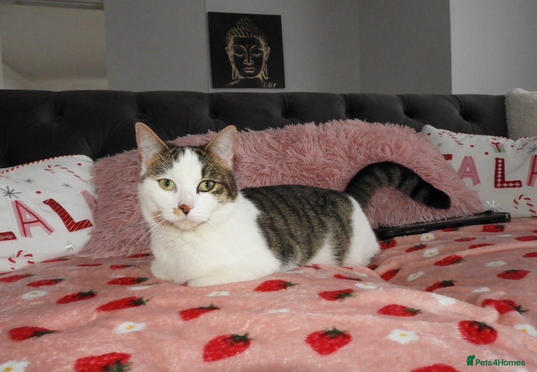 Mixed Breed cats for sale: 2 beautiful female cats looking for new home  - Image 5