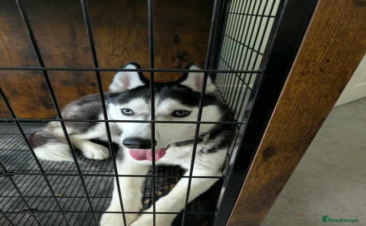 Siberian Husky dogs - Advert 16