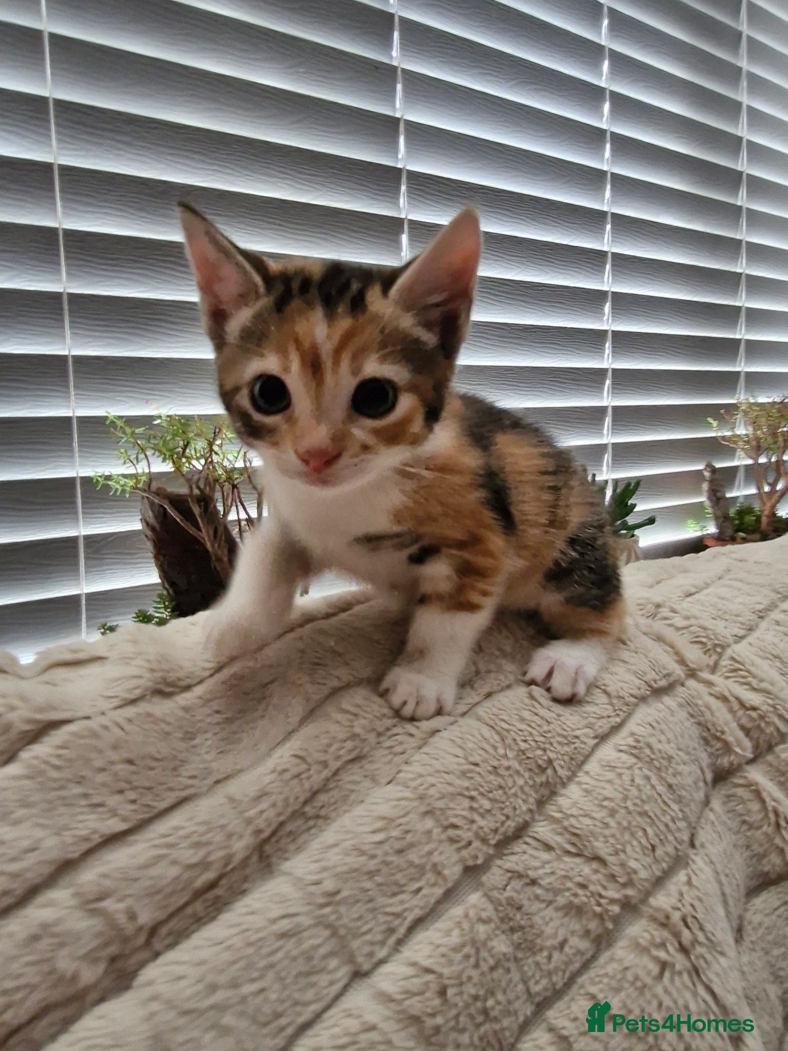 Mixed Breed cats Kittens Ready Now - Advert 1