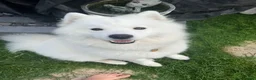 Samoyed dogs for sale: Beautiful Samoyed Puppies .    - Advert 3
