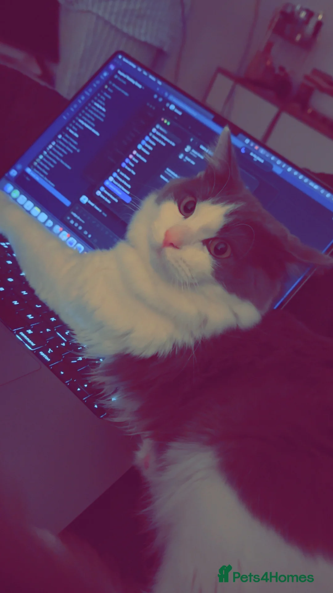 Mixed Breed cats for sale: One year old Male Cat (Looking for a Loving Home) in Glasgow - Advert 2