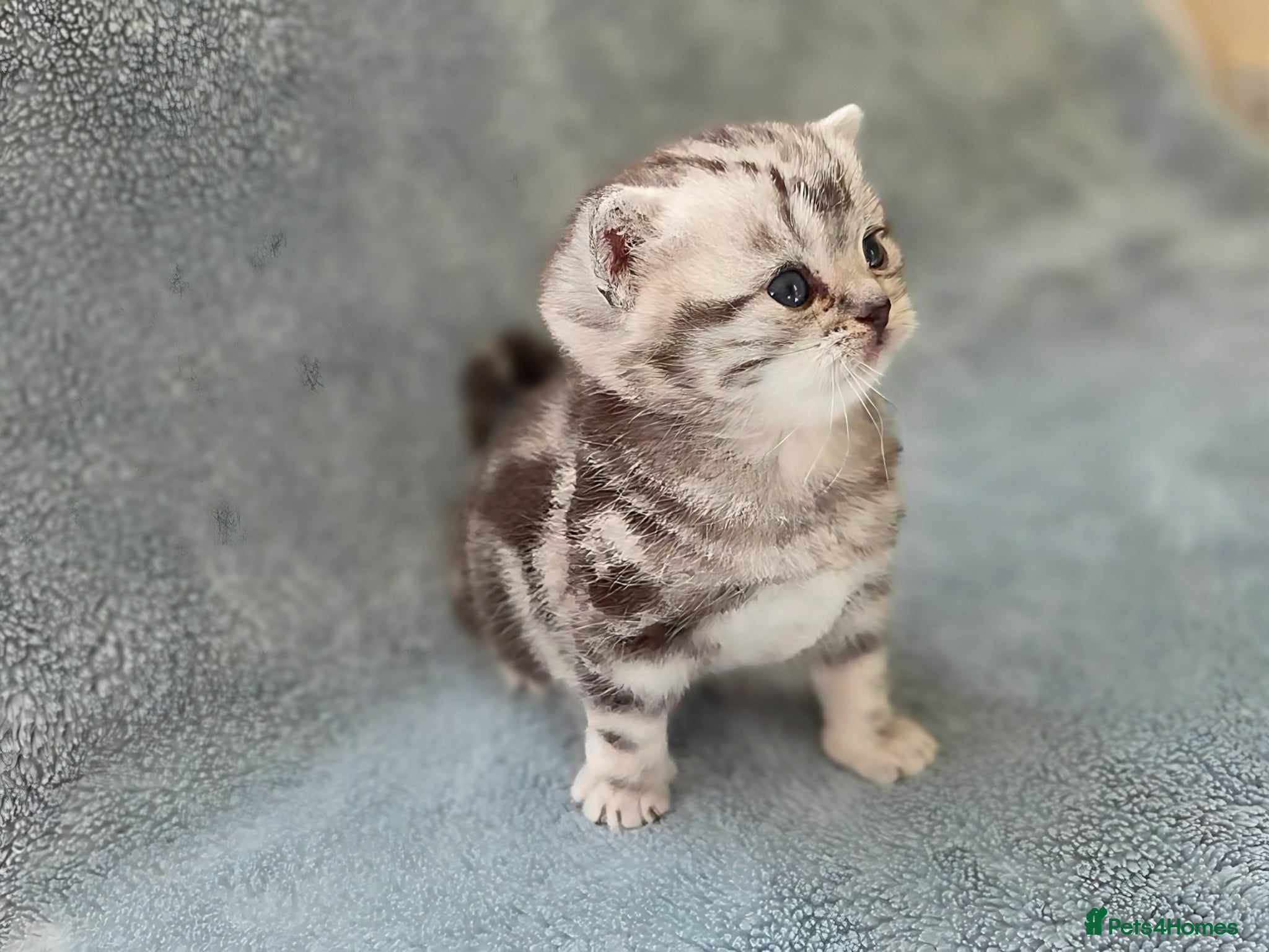 British Shorthair cats Silver Tabby Kittens, Rare GCCF Show Quality. - Advert 17